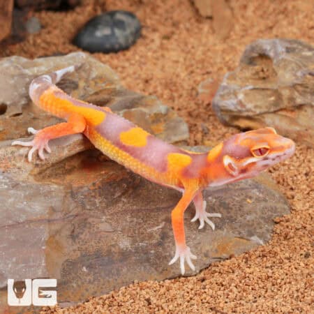 Baby Clown Albino Tangerine Leopard Geckos For Sale - Underground Reptiles