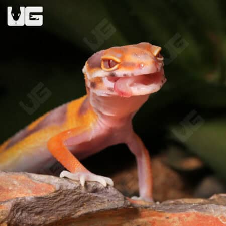 Baby Clown Albino Tangerine Leopard Geckos For Sale - Underground Reptiles
