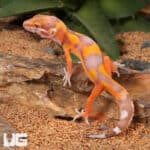 Baby Clown Albino Tangerine Leopard Geckos For Sale - Underground Reptiles