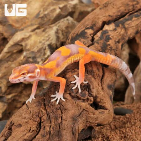 Baby Clown Albino Tangerine Leopard Geckos For Sale - Underground Reptiles