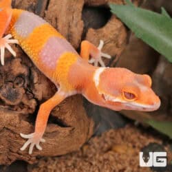 Baby Albino Tangerine Leopard Geckos For Sale - Underground Reptiles