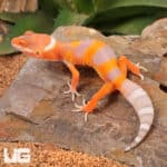 Baby Albino Tangerine Leopard Geckos For Sale - Underground Reptiles