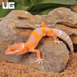 Baby Albino Tangerine Leopard Geckos For Sale - Underground Reptiles