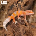Baby Albino Tangerine Leopard Geckos For Sale - Underground Reptiles