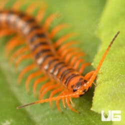Thai Giant Cherry Centipede For Sale - Underground Reptiles