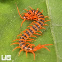 Thai Giant Cherry Centipede For Sale - Underground Reptiles