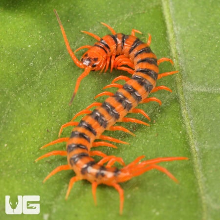 Thai Giant Cherry Centipede For Sale - Underground Reptiles