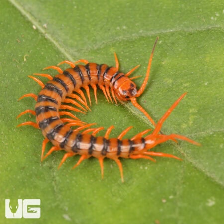 Thai Giant Cherry Centipede For Sale - Underground Reptiles