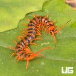 Thai Giant Cherry Centipede For Sale - Underground Reptiles