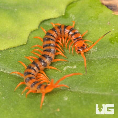 Thai Giant Cherry Centipede For Sale - Underground Reptiles