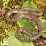 Flowered Racer For Sale - Underground Reptiles