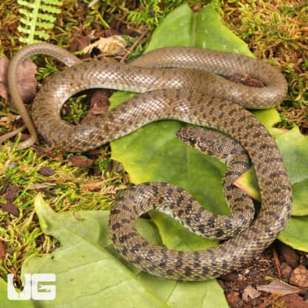 Flowered Racer For Sale - Underground Reptiles