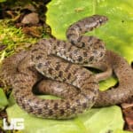 Flowered Racer For Sale - Underground Reptiles