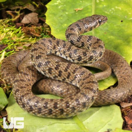 Flowered Racer For Sale - Underground Reptiles