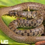 Flowered Racer For Sale - Underground Reptiles