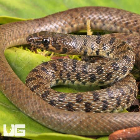 Flowered Racer For Sale - Underground Reptiles