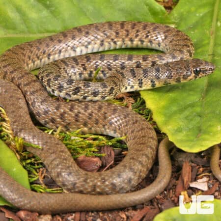Flowered Racer For Sale - Underground Reptiles