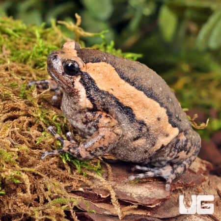 Chubby Bullfrogs For Sale - Underground Reptiles