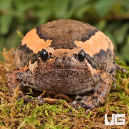 Chubby Bullfrogs For Sale - Underground Reptiles