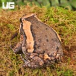 Chubby Bullfrogs For Sale - Underground Reptiles