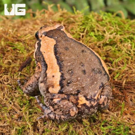 Chubby Bullfrogs For Sale - Underground Reptiles