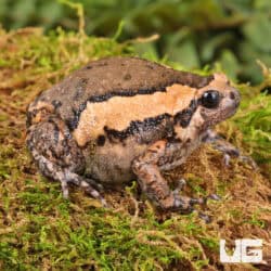 Chubby Bullfrogs For Sale - Underground Reptiles