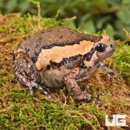 Chubby Bullfrogs For Sale - Underground Reptiles
