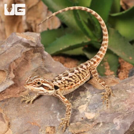 Baby Citrus Leatherback Bearded Dragon For Sale - Underground Reptiles
