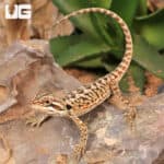 Baby Citrus Leatherback Bearded Dragon For Sale - Underground Reptiles