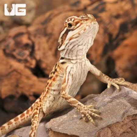 Baby Citrus Leatherback Bearded Dragon For Sale - Underground Reptiles