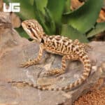 Baby Citrus Leatherback Bearded Dragon For Sale - Underground Reptiles