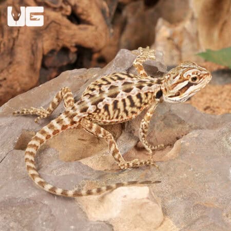 Baby Citrus Leatherback Bearded Dragon For Sale - Underground Reptiles
