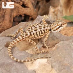 Baby Citrus Leatherback Bearded Dragon For Sale - Underground Reptiles