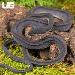 Dragon Snake For Sale - Underground Reptiles