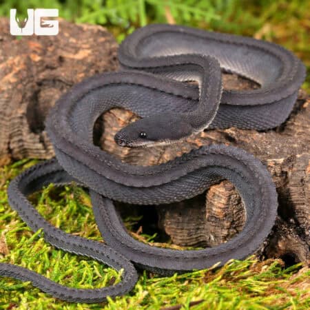 Dragon Snake For Sale - Underground Reptiles