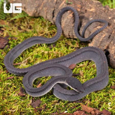 Dragon Snake For Sale - Underground Reptiles