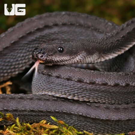 Dragon Snake For Sale - Underground Reptiles