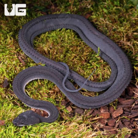 Dragon Snake For Sale - Underground Reptiles