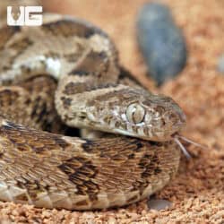 Egyptian Egg Eating Snakes (Dasypeltis bazi) For Sale - Underground Reptiles
