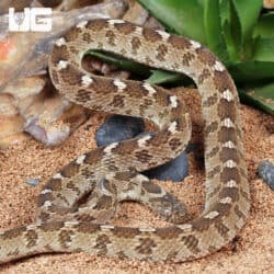 Egyptian Egg Eating Snakes (Dasypeltis bazi) For Sale - Underground Reptiles