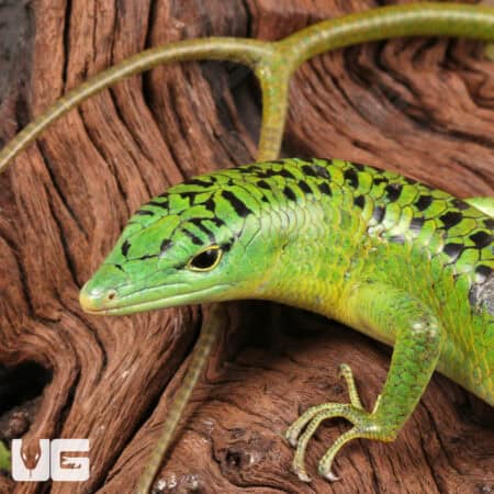Philippine Emerald Tree Skinks For Sale - Underground Reptiles