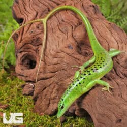 Philippine Emerald Tree Skinks For Sale - Underground Reptiles