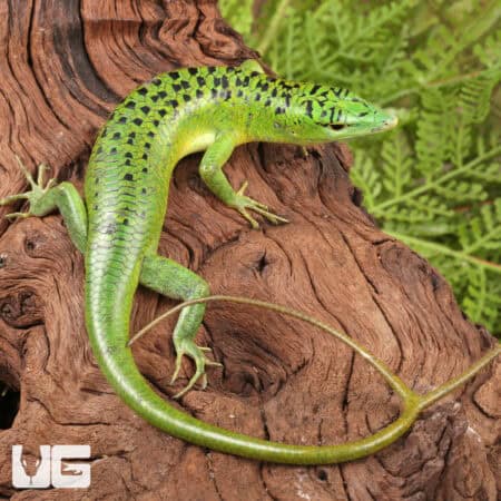 Philippine Emerald Tree Skinks For Sale - Underground Reptiles