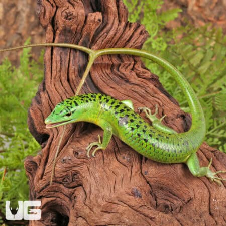 Philippine Emerald Tree Skinks For Sale - Underground Reptiles