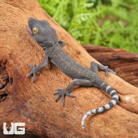 Baby Patternless Green Tokay Gecko For Sale - Underground Reptiles