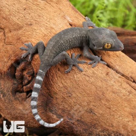 Baby Patternless Green Tokay Gecko For Sale - Underground Reptiles