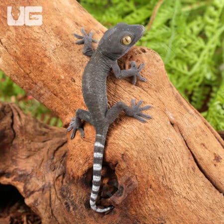 Baby Patternless Green Tokay Gecko For Sale - Underground Reptiles