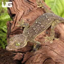 Green Eyed Geckos For Sale - Underground Reptiles