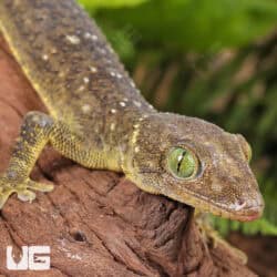 Green Eyed Geckos For Sale - Underground Reptiles