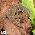 Green Eyed Geckos For Sale - Underground Reptiles